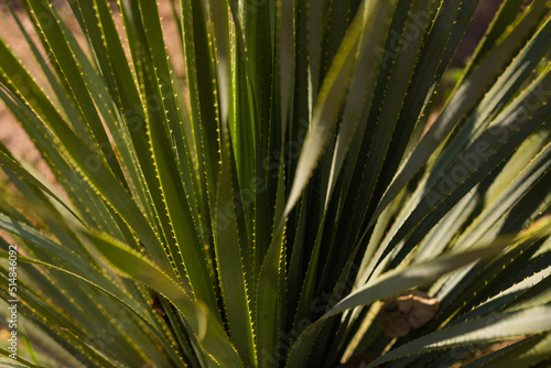 Planta dasylirion wheeleri desértica 