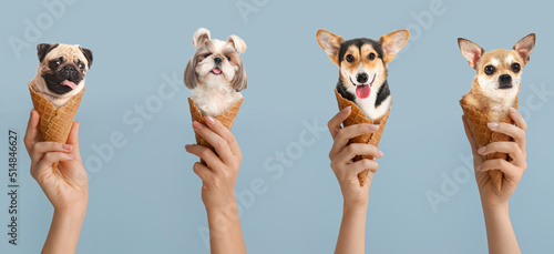 Photography Hands holding funny dogs in wafer cones on grey background