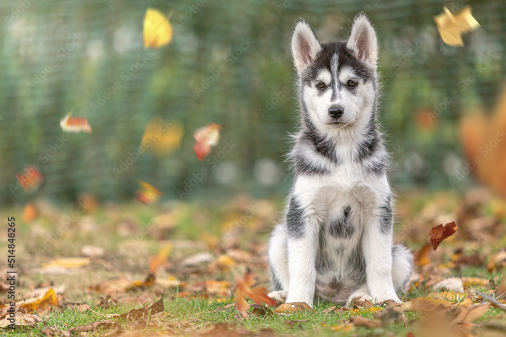 Autumnal portrait of a husky puppy sitting on lawn between foliage leaves in a garden outdoors Autumnal portrait of a husky puppy sitting on lawn between foliage leaves in a garden outdoors