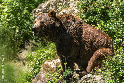 Portrait of a brown bear sitting on a rock in summer outdoors, Ursus arctos