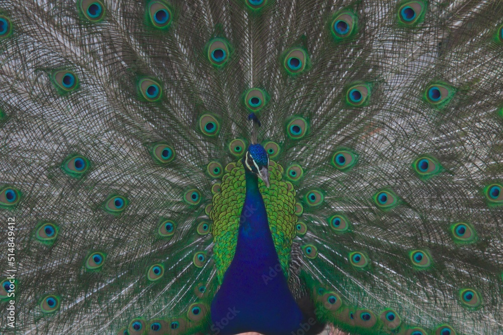 Naklejka premium peacock in the Łazienki park in Warsaw