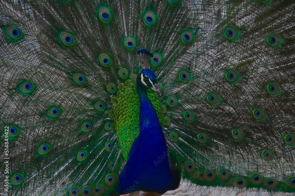 Obraz premium peacock in the Łazienki park in Warsaw
