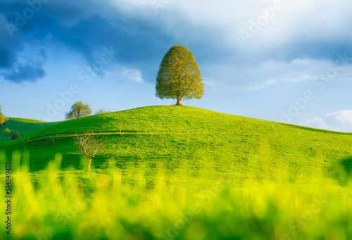 Tree on top of the hill. Landscape before sunset. Fields and pastures. Natura...