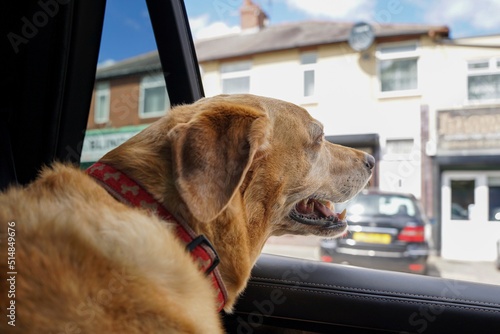 Pies w samochodzie. Labrador patrzy przez otwarte okno samochodu.