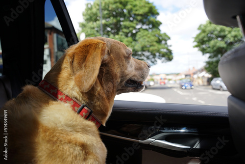 Pies w samochodzie. Labrador patrzy przez otwarte okno samochodu.