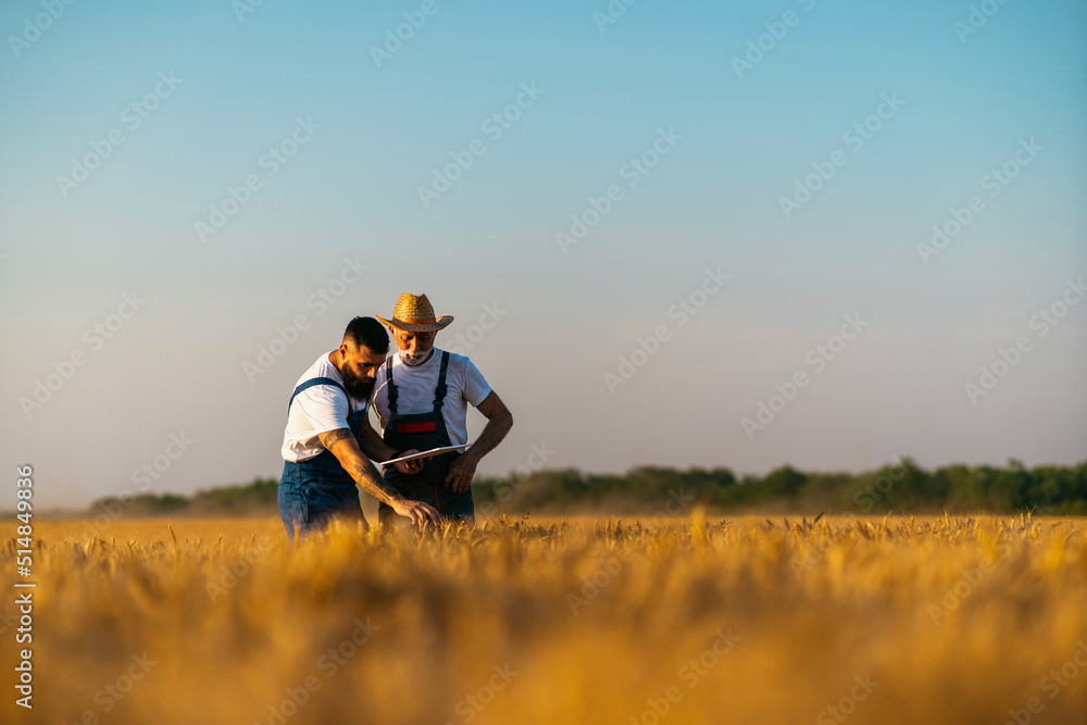 Farmers are standing in their wheat field. Grandfather is teaching his grandson about agriculture. They using digital tablet. Family business concept.