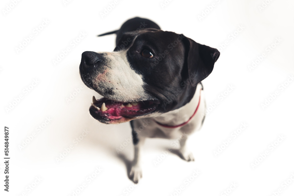 closeup black and white American Staffordshire Terrier standing in studio white background copy space . High quality photo