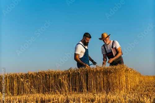 Peasant showing wheat grains to the business partner on the field.