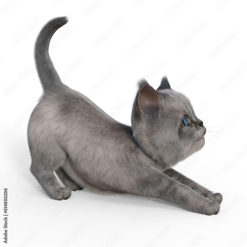 3d-illustration of an isolated cute baby cat waiting