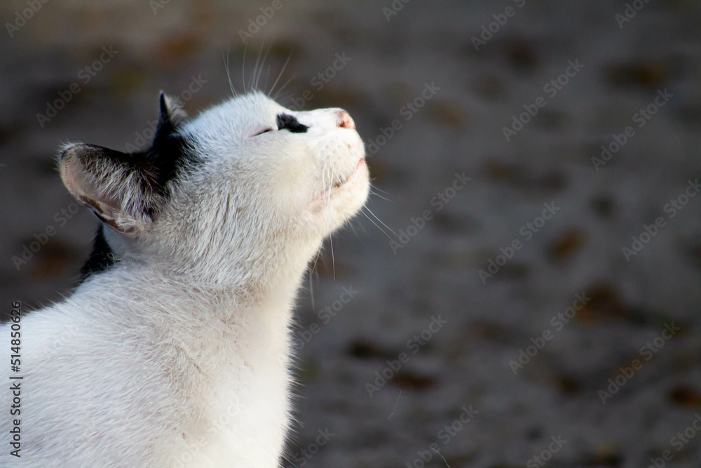 Fototapeta premium cat portrait