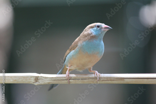 The vibrant Uraeginthus angolensis southern blue waxbill bird commonly kept as an aviary pet sits calmly on a pale branch in the sunlight photo