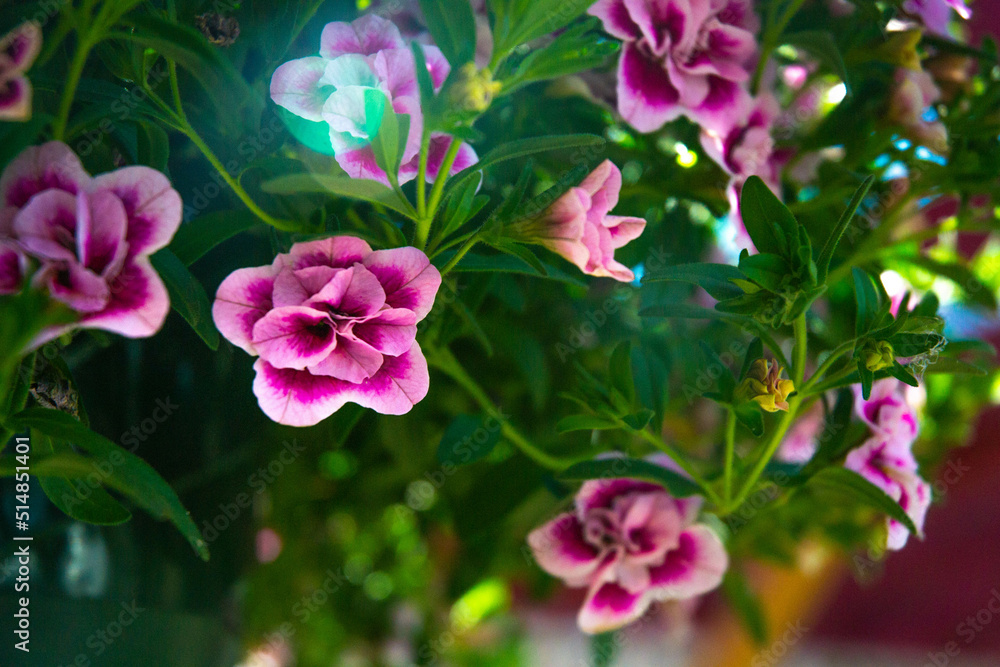 pink flowers in the garden pink flowers in the garden