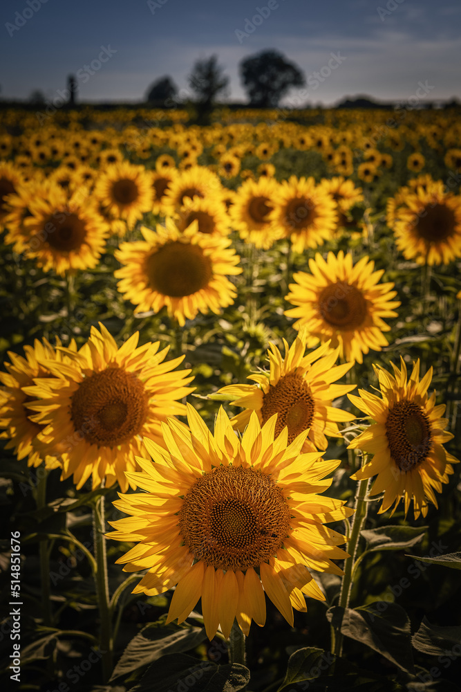 Obraz premium girasoli 