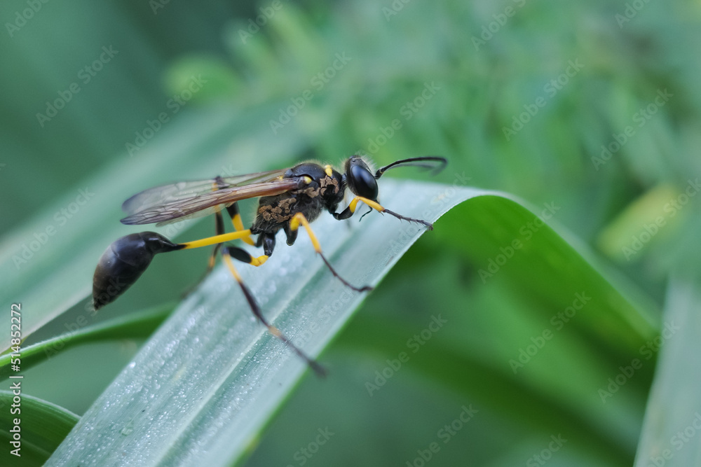 Fototapeta premium bee on a flower
