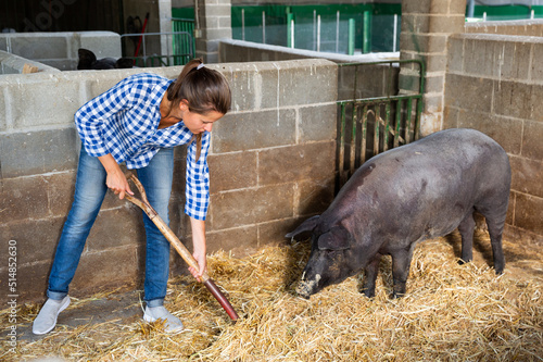 Woman farmer standing with rake in pigsty. High quality photo