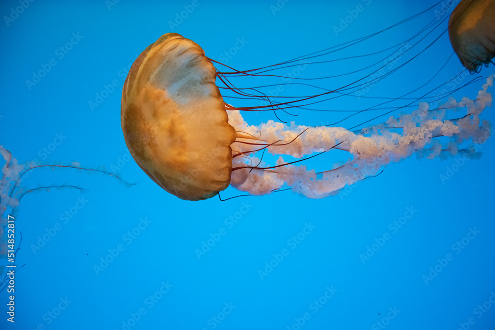 Fototapeta premium Pacific Sea Nettle (Chrysaora fuscescens), doing a horizontal float, edited to look like an oil painting.