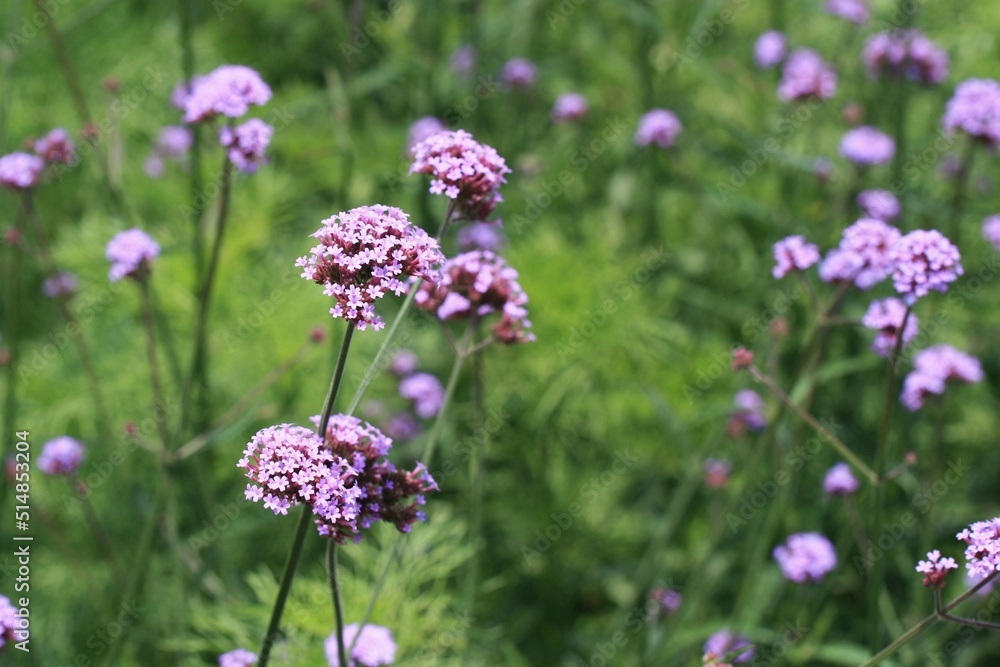 field of flowers field of flowers