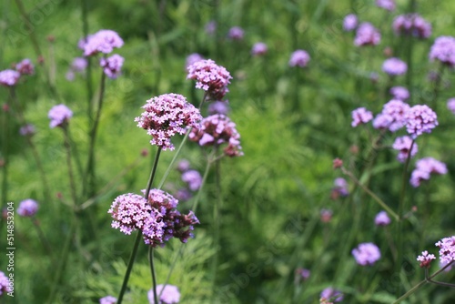 field of flowers