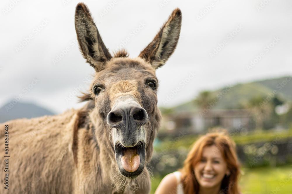 Girl with donkey, farm animals, having fun together, outdoors.