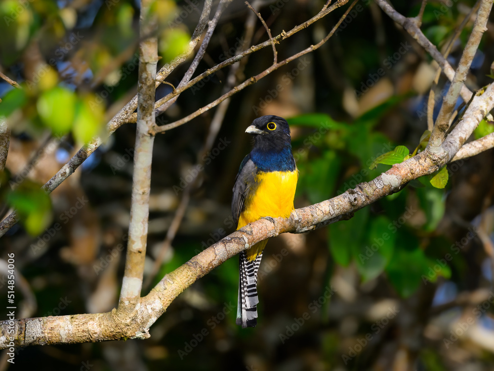 Gartered Trogon perched on tree branch Gartered Trogon perched on tree branch