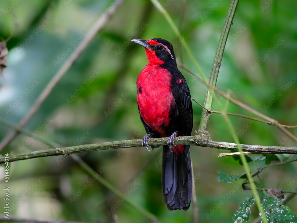 Rosy Thrush-Tanager perched on tree branch on green background Rosy Thrush-Tanager perched on tree branch on green background