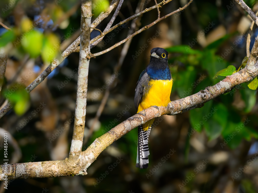 Gartered Trogon perched on tree branch Gartered Trogon perched on tree branch