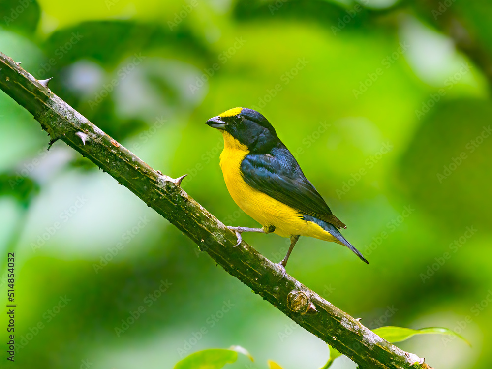 Male Thick-billed Euphonia perched on tree branch on green background Male Thick-billed Euphonia perched on tree branch on green background