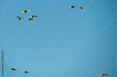 Birds flying in the sky © Tara