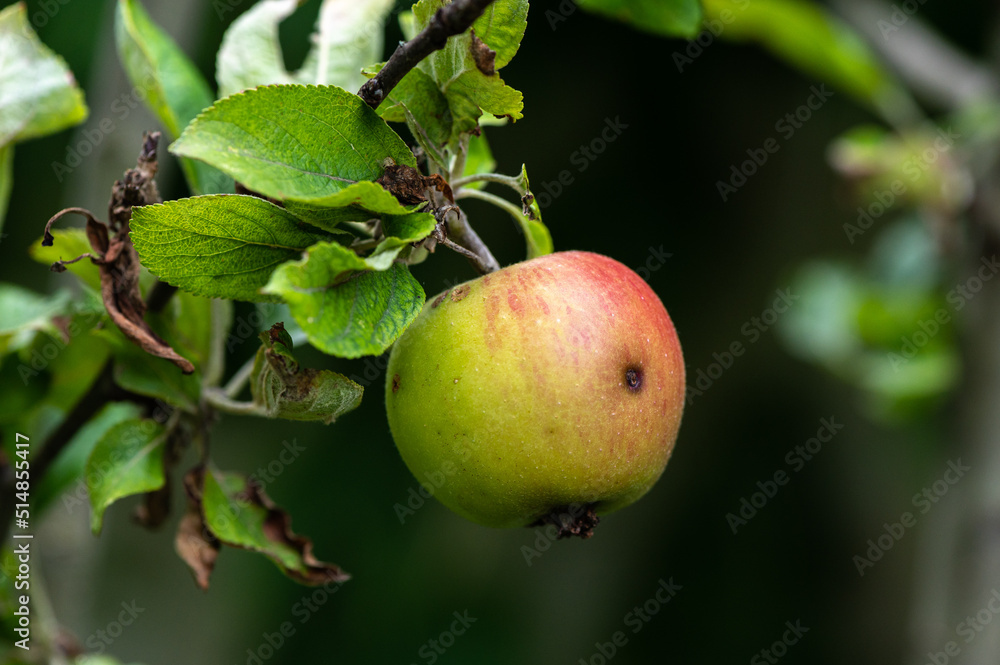 Malus sp - Apple tree - Pommier - Pomme Malus sp - Apple tree - Pommier - Pomme