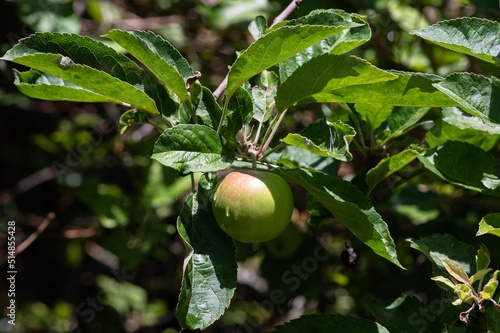 Malus sp - Apple tree - Pommier - Pomme