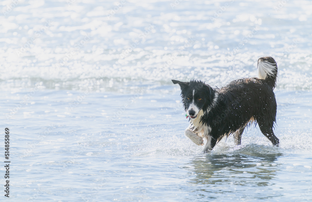 Black and white long haired dog frolicking and playing in surf