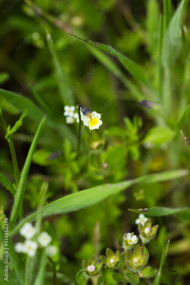 The field pansy (lat. Viola arvensis), of the family Violaceae. Central Russia. The field pansy (lat. Viola arvensis), of the family Violaceae. Central Russia.