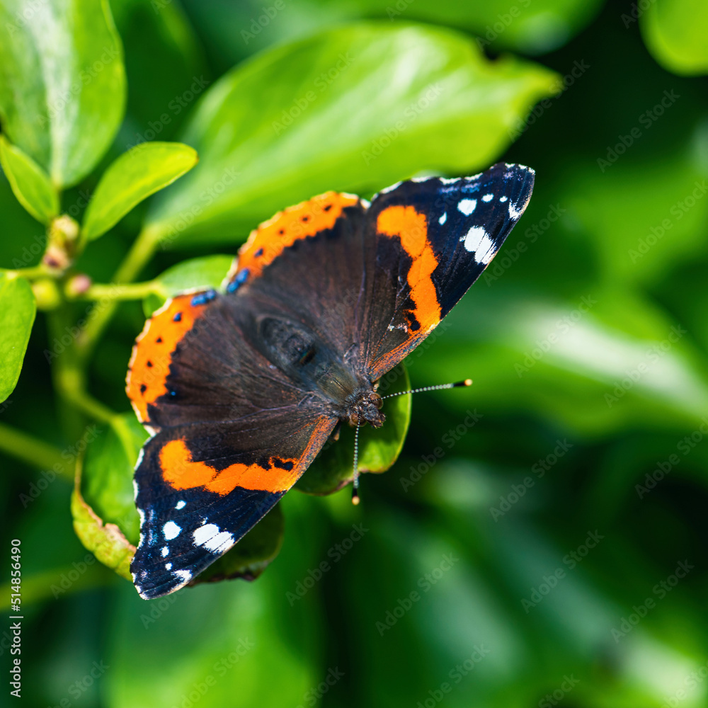 Red Admiral, Vanessa atalanta, Butterfly on green leaf Red Admiral, Vanessa atalanta, Butterfly on green leaf