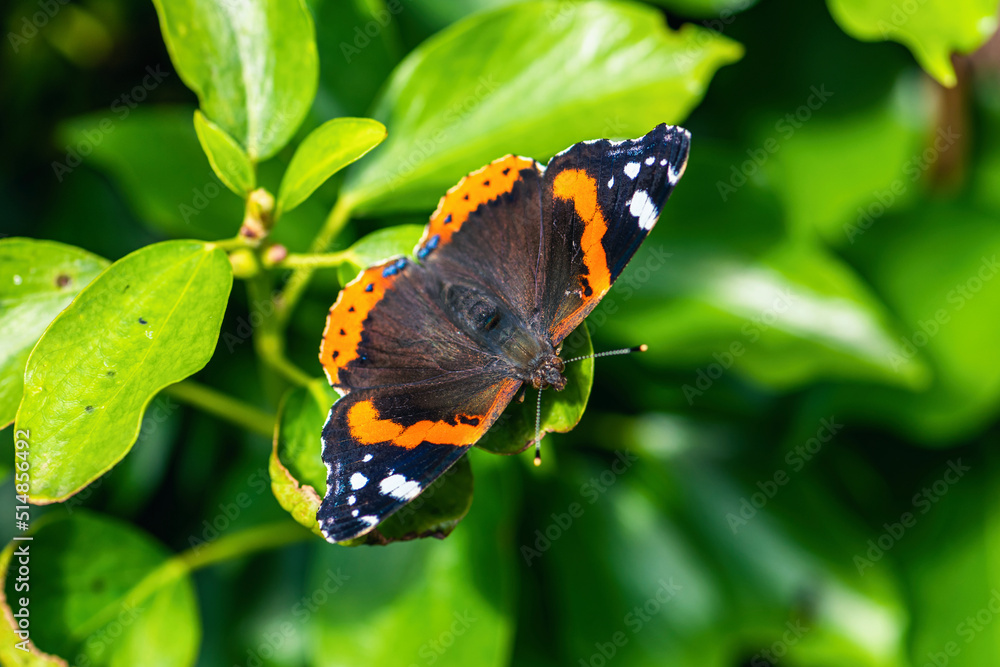 Red Admiral, Vanessa atalanta, Butterfly on green leaf