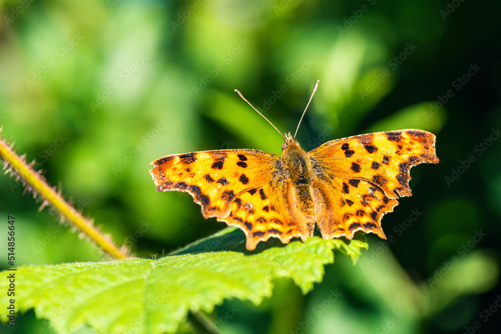 Obraz premium Comma, Polygonia c-album, Butterfly on green leaf