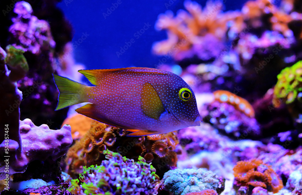 Obraz premium Yellow-eyed Kole tang - Ctenochaetus strigosus