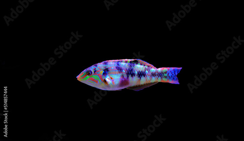 Fototapeta Naklejka Na Ścianę i Meble -  Nebulous wrasse fish - Halichoeres nebulosus
