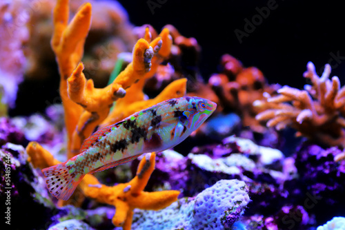 Nebulous wrasse fish - Halichoeres nebulosus © Kolevski.V