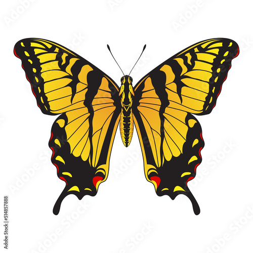 Tiger Swallowtail Butterfly - Yellow and Black Striped Butterfly Vector Illustration