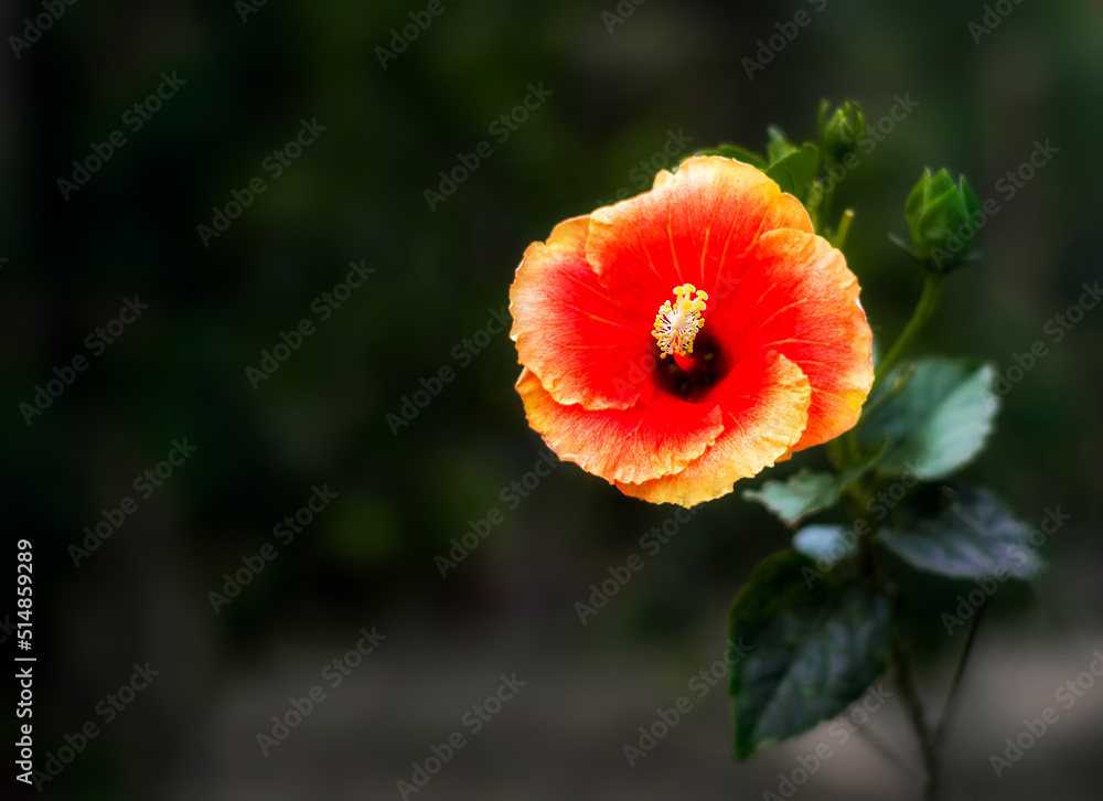 Flower ranging from yellow, orange and even red Flower ranging from yellow, orange and even red
