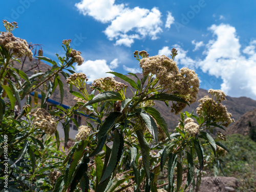 Flores de la planta nativa chilca. photo