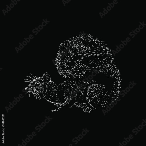 Eastern Gray Squirrel hand drawing vector illustration isolated on black background