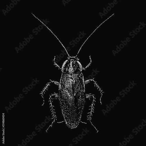 German Cockroach hand drawing vector illustration isolated on black background
