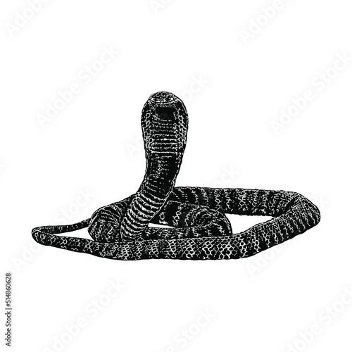 zebra spitting cobra snake hand drawing vector illustration isolated on background