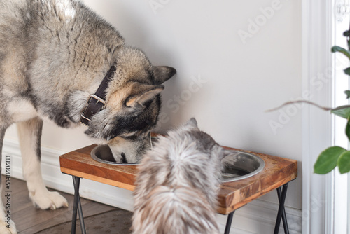 Fototapeta Naklejka Na Ścianę i Meble -  Dog and cat eating drinking from the same bowl