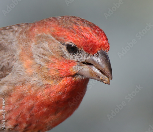 finch close up © James