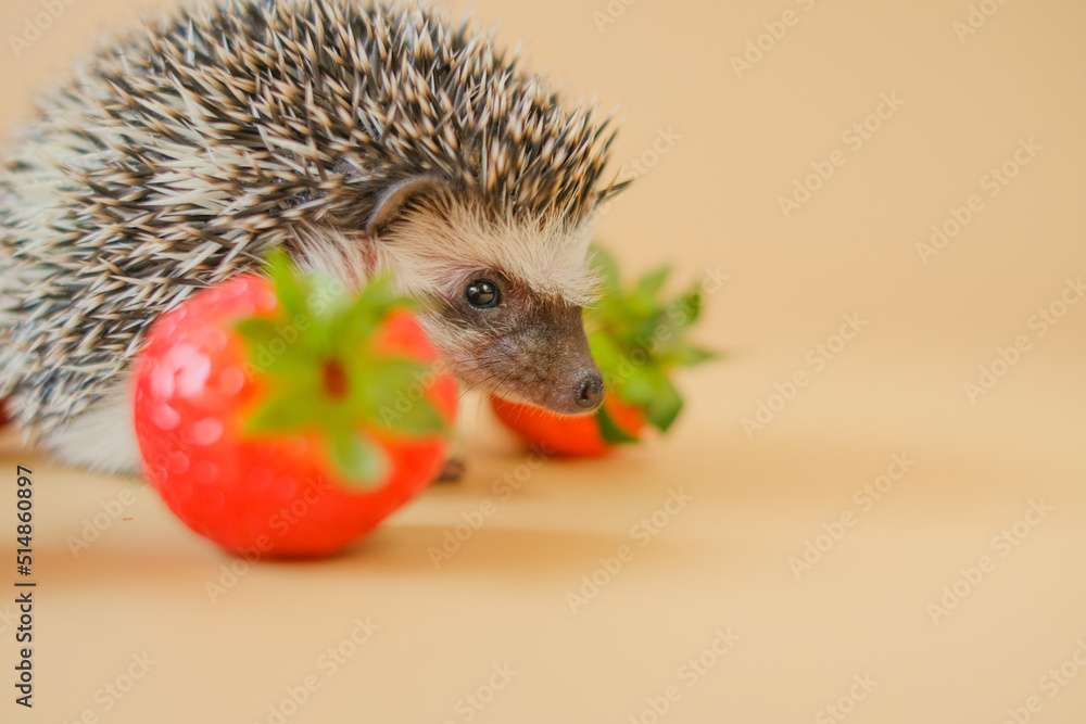 food for hedgehogs. Cute gray hedgehog and red strawberries on a beige