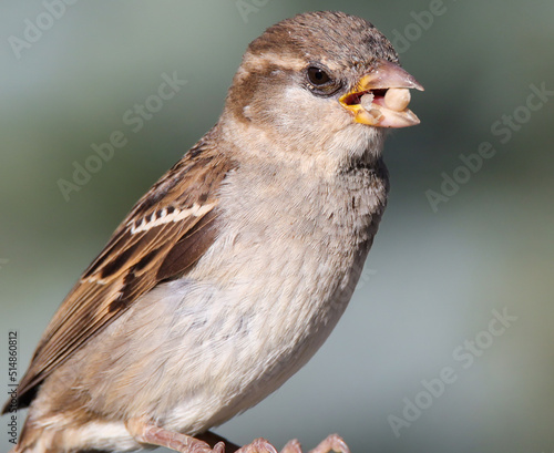 female sparrow