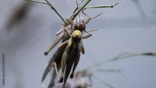 Close up shot of Grasshopper Couple mating and breeding outdoors in nature photo