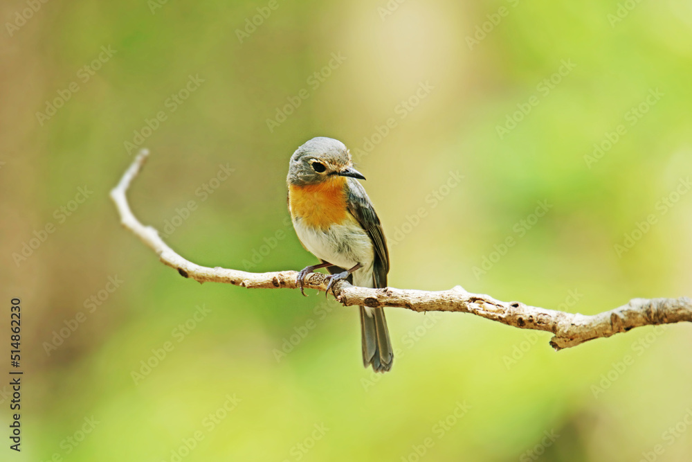 Fototapeta premium The Tickell's Blue Flycatcher on a branch